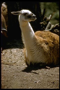 Image of llama