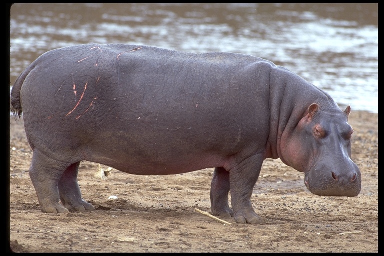 Common Hippopotamus Media Encyclopedia Of Life