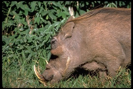 Image de Phacochère Commun