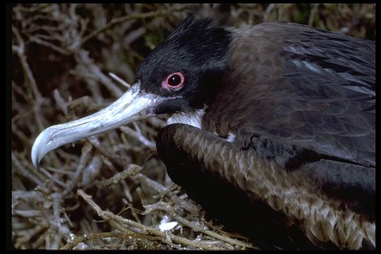 Image of Great Frigatebird