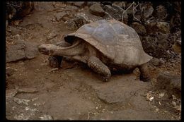 Image of Galapagos giant tortoise