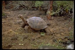 Image of Galapagos giant tortoise