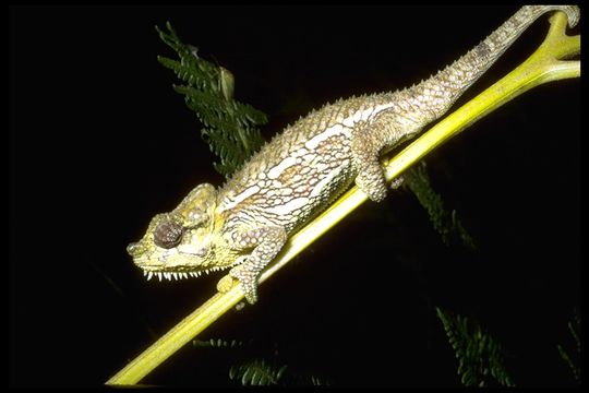 Trioceros hoehnelii (Steindachner 1891) resmi