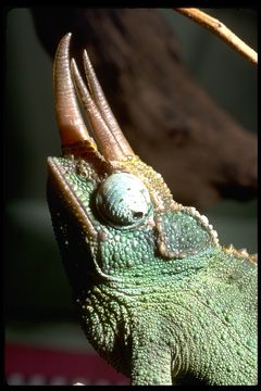 صورة Trioceros jacksonii xantholophus (Eason, Ferguson & Hebrard 1988)