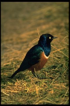 Image of Superb Starling