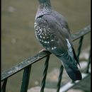 صورة Columba guinea guinea Linnaeus 1758