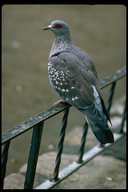 Columba guinea guinea Linnaeus 1758 resmi