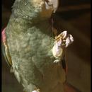 Image of Yellow-crowned Parrot, Yellow-crowned Amazon