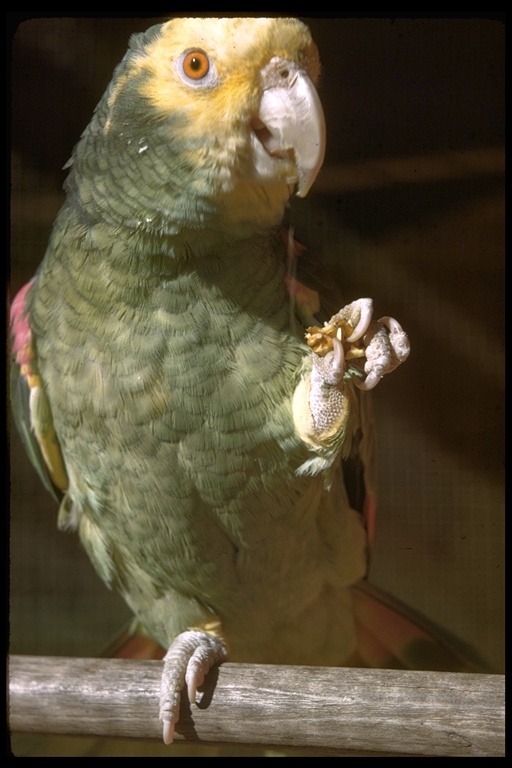 Image of Yellow-crowned Parrot, Yellow-crowned Amazon