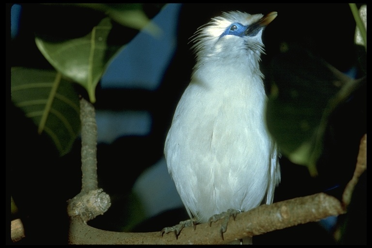 Image of Bali Myna