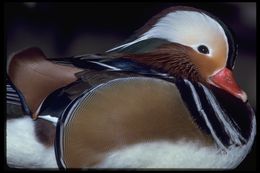 Image of Mandarin Duck