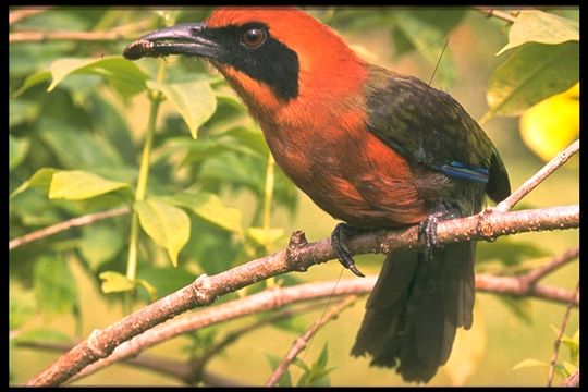 Image of Rufous Motmot