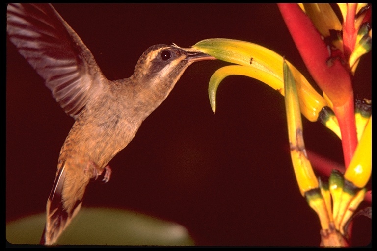 Plancia ëd Phaethornis superciliosus (Linnaeus 1766)