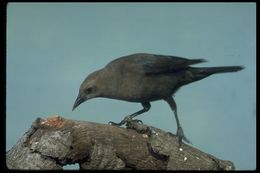 Image of Brewer's Blackbird