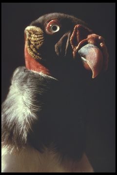 Image of King Vulture