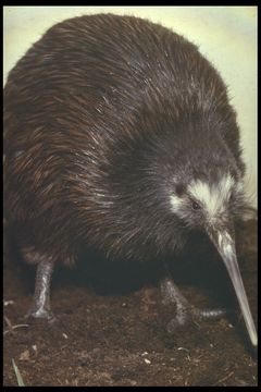 Image of Southern Brown Kiwi