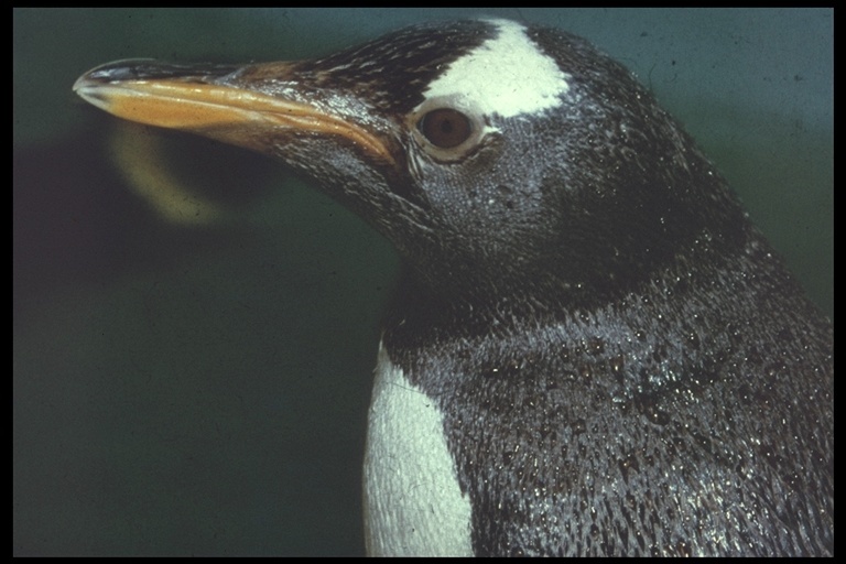 Image of Gentoo Penguin