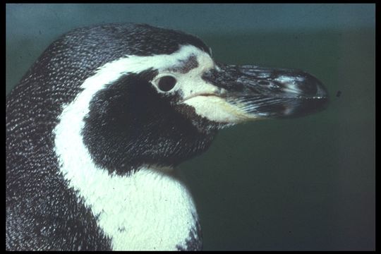 Image of Humboldt Penguin