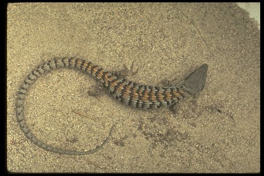 Image of Southern Alligator Lizard