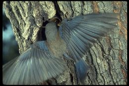 Image of Mountain Bluebird