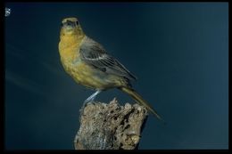 Image of Hooded Oriole