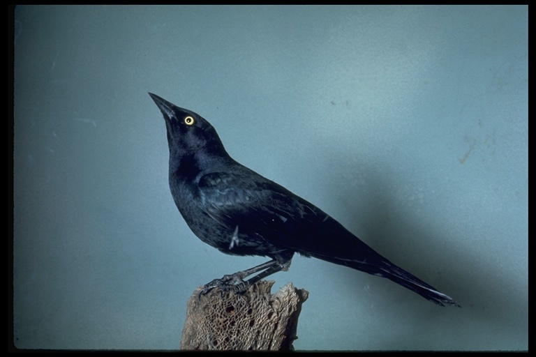 Image of Brewer's Blackbird