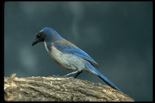 Aphelocoma californica californica (Vigors 1839) resmi