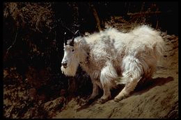 Image of Mountain Goat