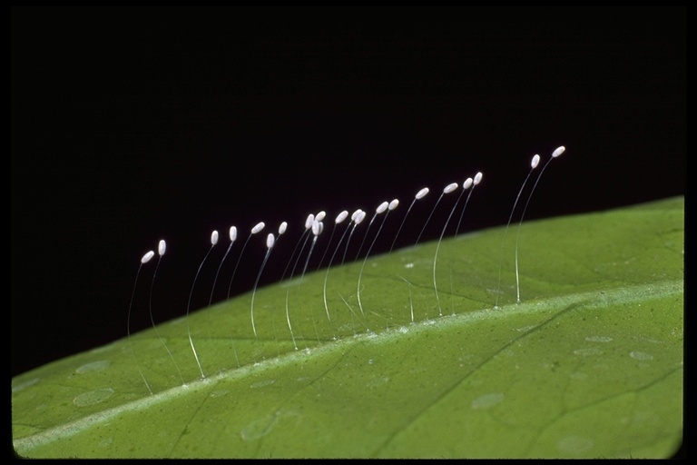 Image of green lacewings