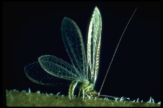 Image of green lacewings