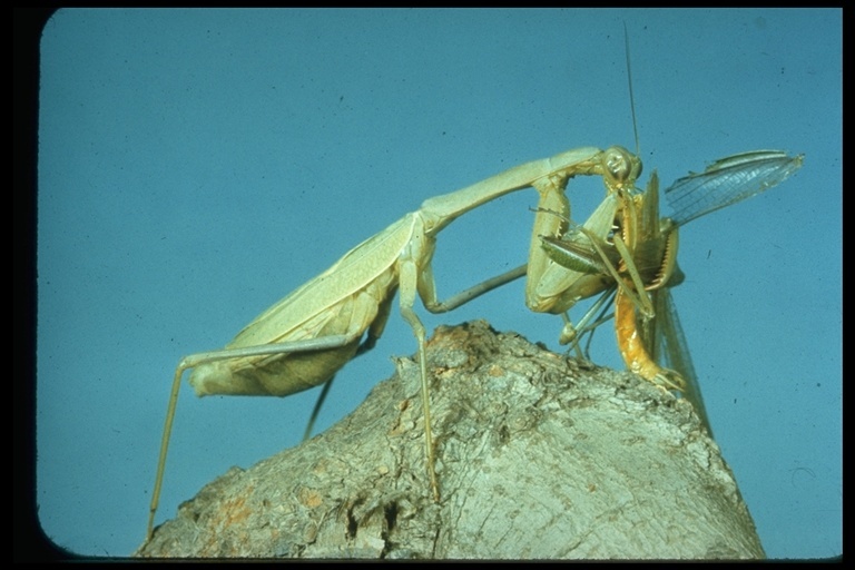 Image of mantids