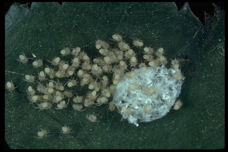 Image of cork-lid trapdoor spiders