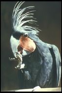 Image of Palm Cockatoo