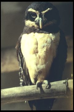 Image of Spectacled Owl