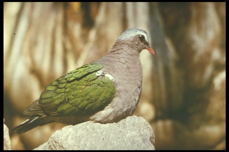 Image of Common Emerald Dove