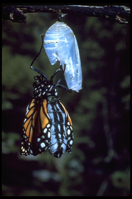 Image of Monarch