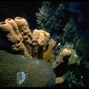 Image of brown tube sponge