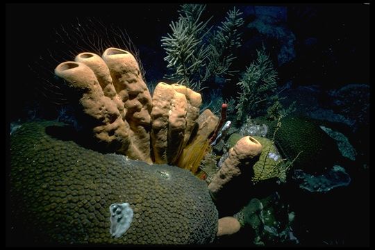 Image of brown tube sponge