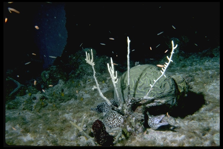 Image de Murène Tachetée