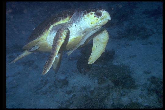 Image of Loggerhead Turtle