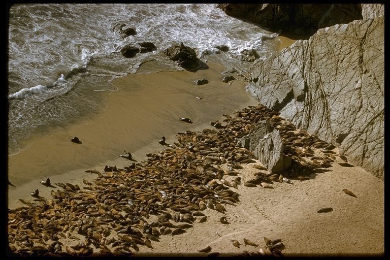 Слика од калифорниски морски лав