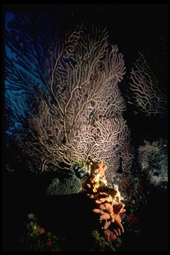 Image of anemones and corals