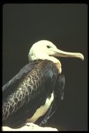 Image of Magnificent Frigatebird