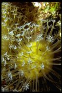 Image of anemones and corals
