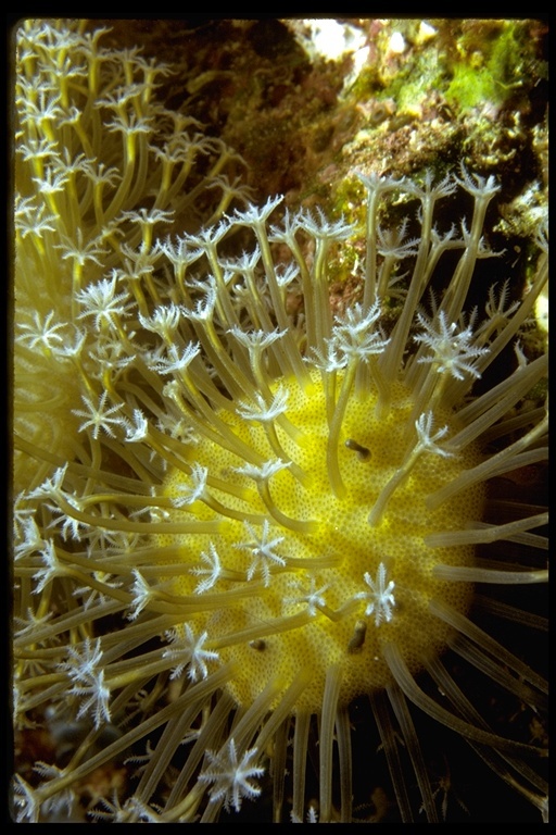Слика од корали