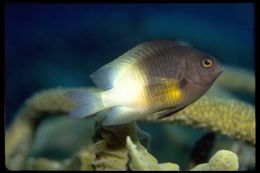 Image of Bicolor Damselfish