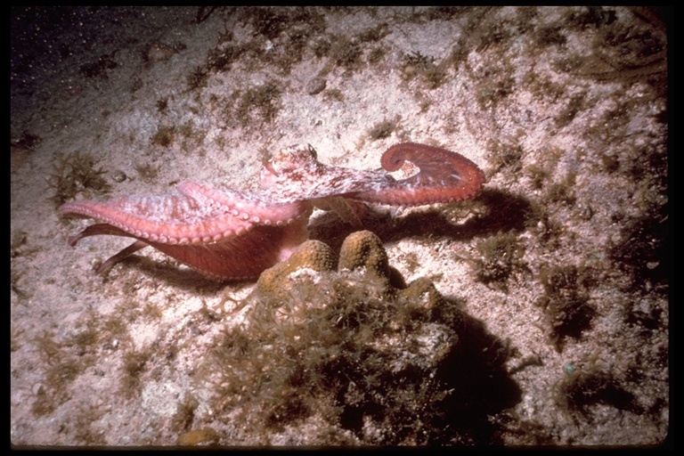 Image of Caribbean reef octopus