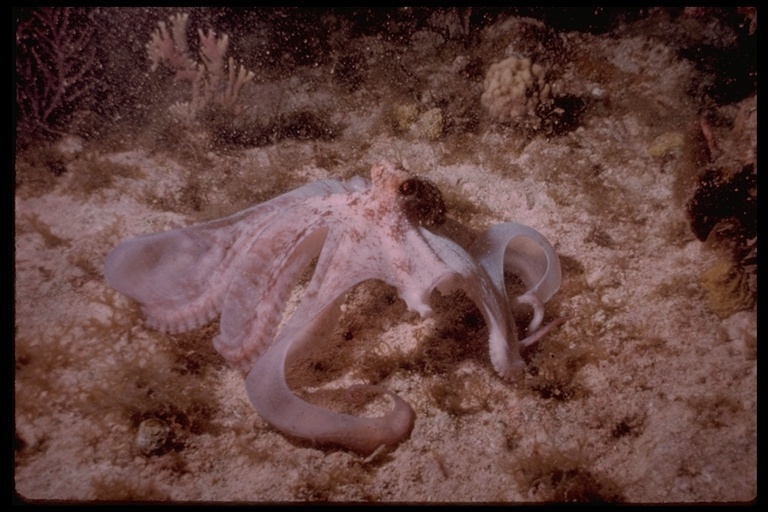 Image of Caribbean reef octopus