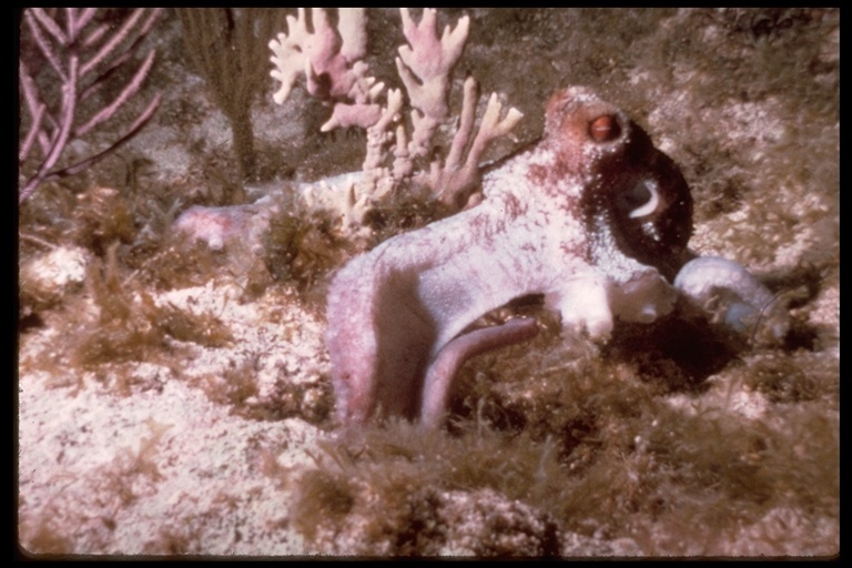 Image of Caribbean reef octopus