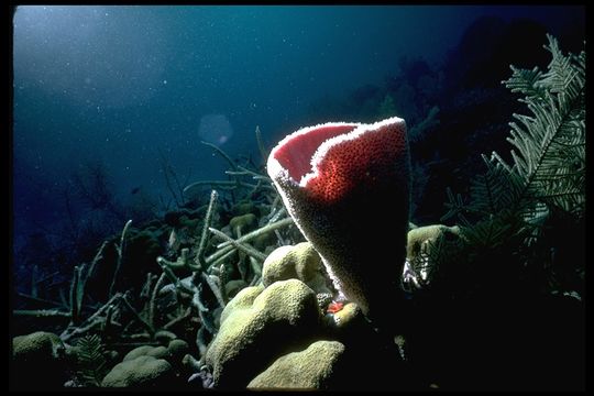 Image of Pink Vase Sponge